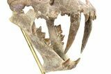 False Saber-Toothed Cat (Hoplophoneus) Skull - South Dakota #279071-4